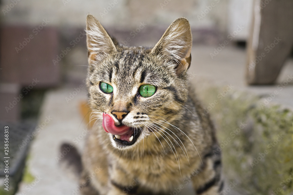 Cute predator cat licks her teeth after eating something very delicious
