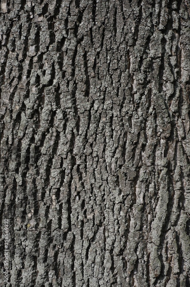Bark, tree, texture, wood, nature, pattern, brown, trunk, old Bark, tree, texture, wood, nature, pattern, brown, trunk, old