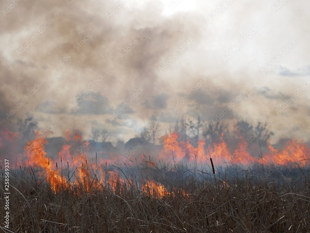 Polonne / Ukraine - 21 February 2019: Natural disaster, fire destroying cane grass and bush at riverbank