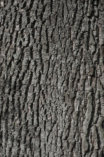 Bark, tree, texture, wood, nature, pattern, brown, trunk, old