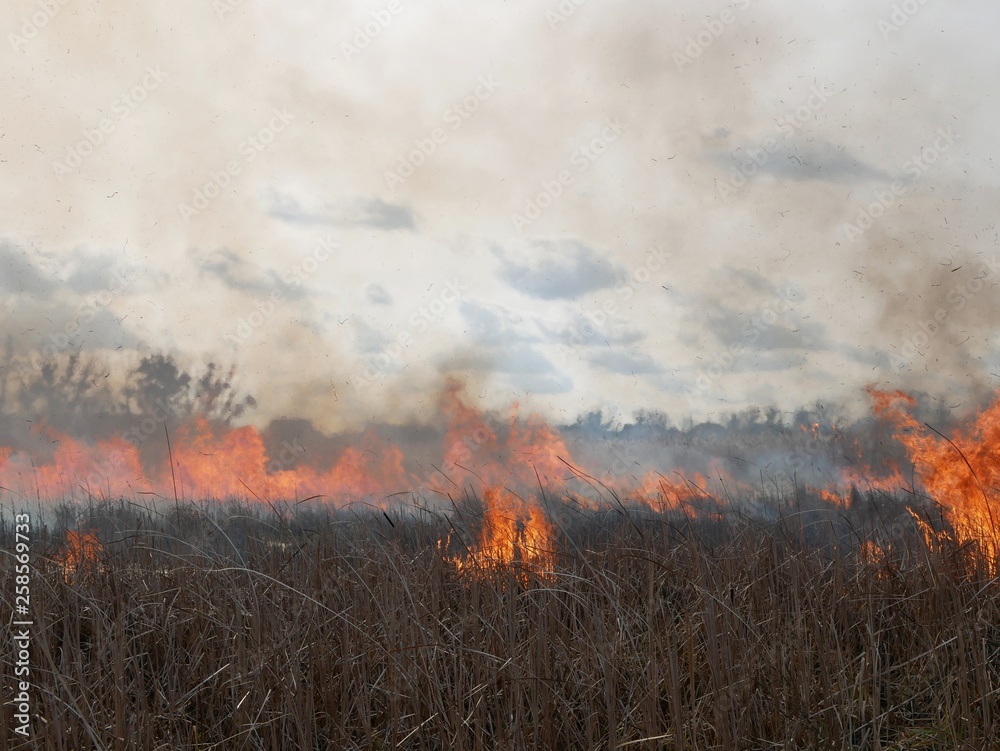 Polonne / Ukraine - 21 February 2019: Natural disaster, fire destroying cane grass and bush at riverbank