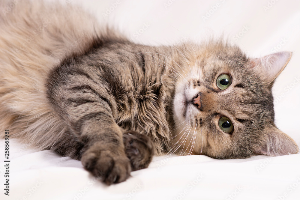 cat on white background