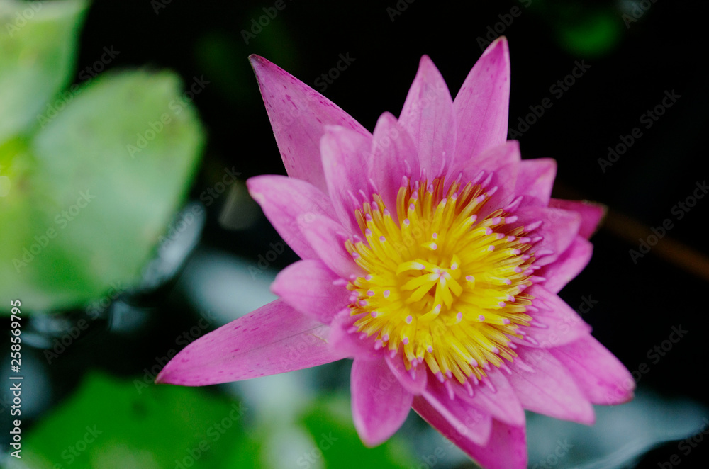lotus in pond lotus in pond