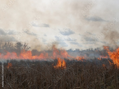 Polonne / Ukraine - 21 February 2019: Natural disaster, fire destroying cane grass and bush at riverbank © Nazar