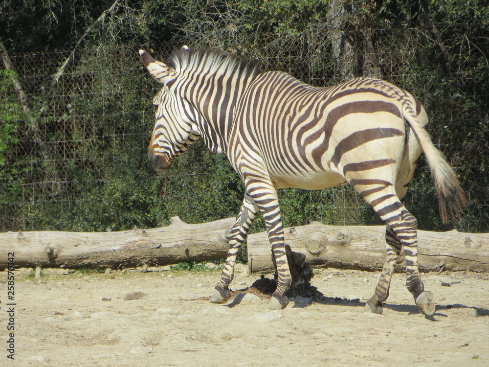 zebra in the zoo