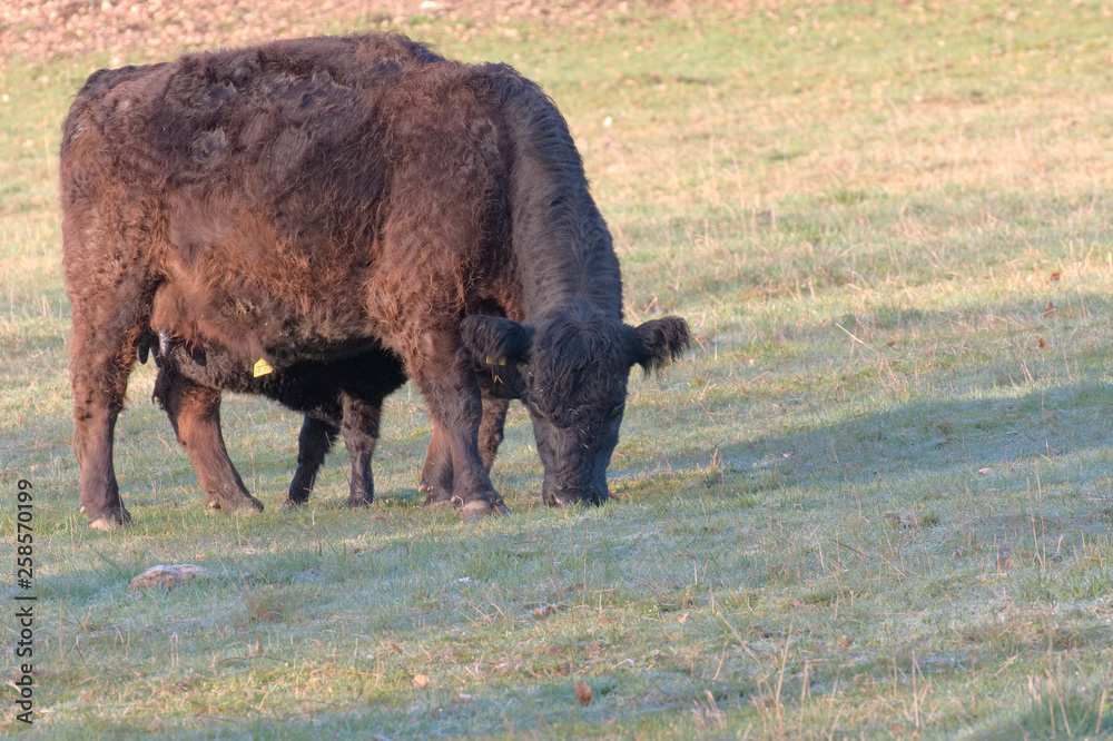 Buffalo in field.Bull in the field Buffalo in field.Bull in the field