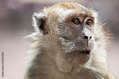 Canvas Print Monkey, Malaysia