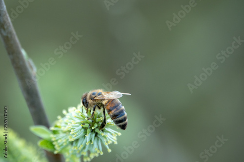 a bee flies from blossom to blossom © karegg
