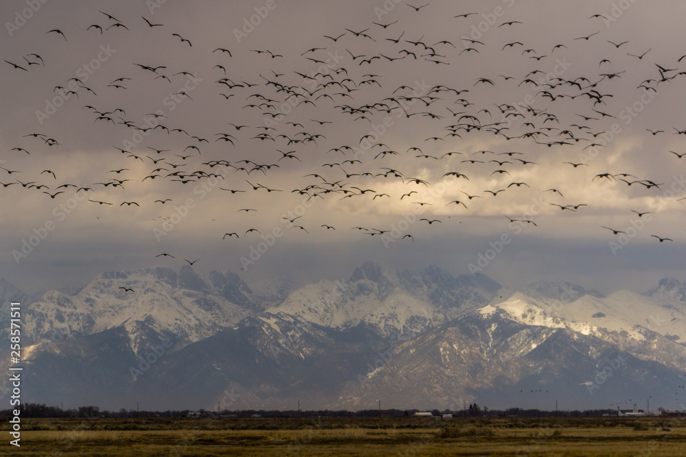 Naklejka premium Sandhill Cranes in Colorado