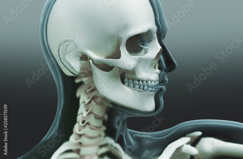 Human body parts, x ray, 3d rendering