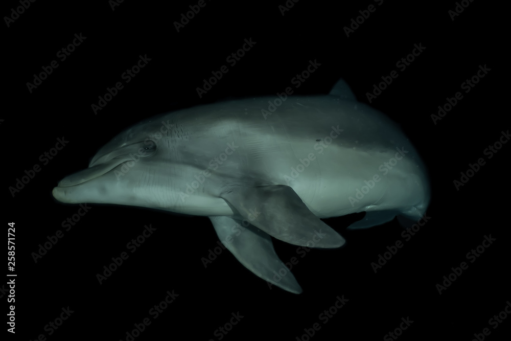 Fototapeta premium Dolphin swimming in the Red Sea, Eilat Israel