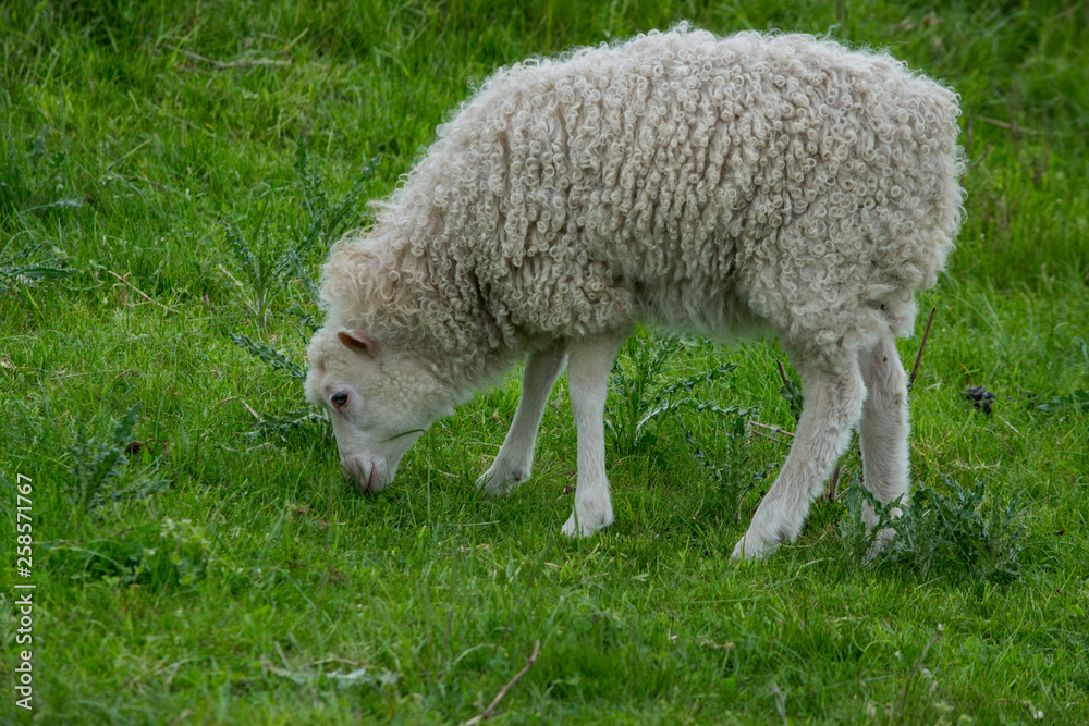 Schaf Schaf