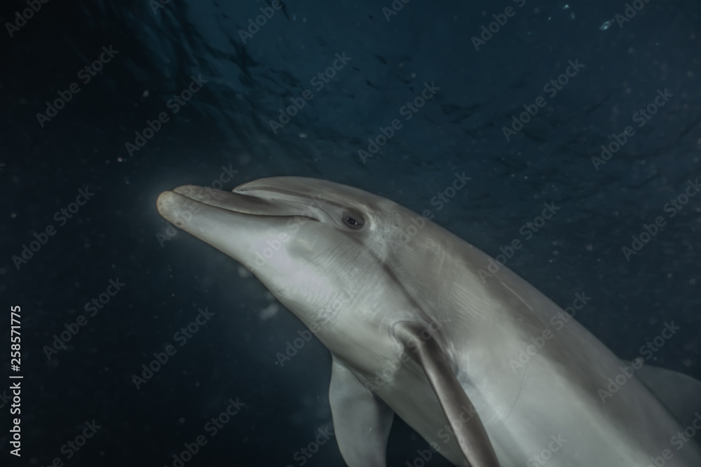 Naklejka premium Dolphin swimming in the Red Sea, Eilat Israel