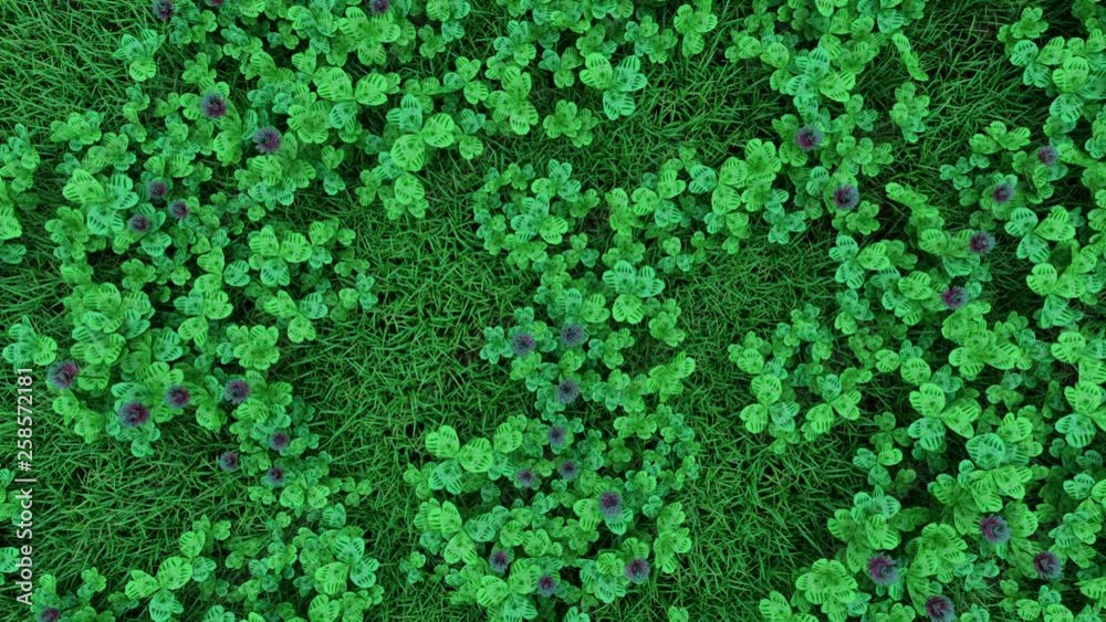 camera moves over a grassy clearing with a densely growing clover camera moves over a grassy clearing with a densely growing clover