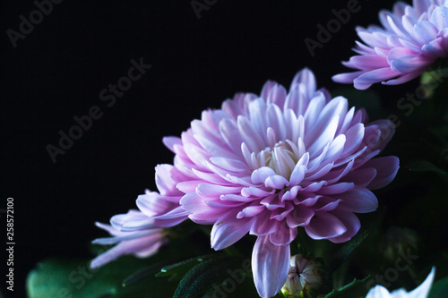 Chrysanthemum macro photo on black