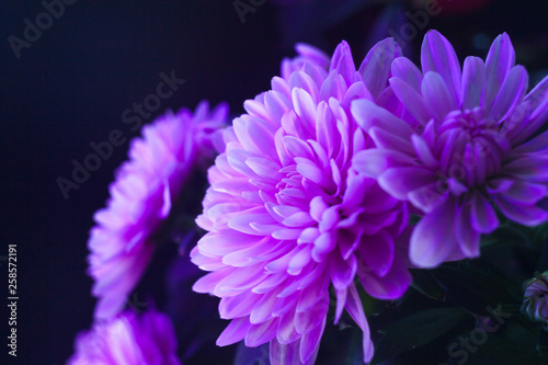 Chrysanthemum macro photo on black