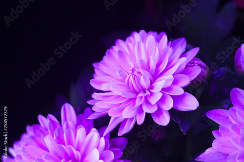 Chrysanthemum macro photo on black