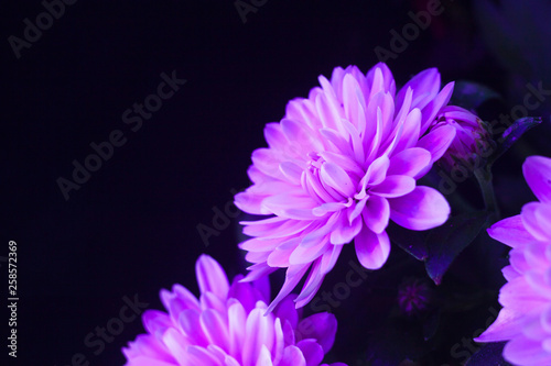 Chrysanthemum macro photo on black
