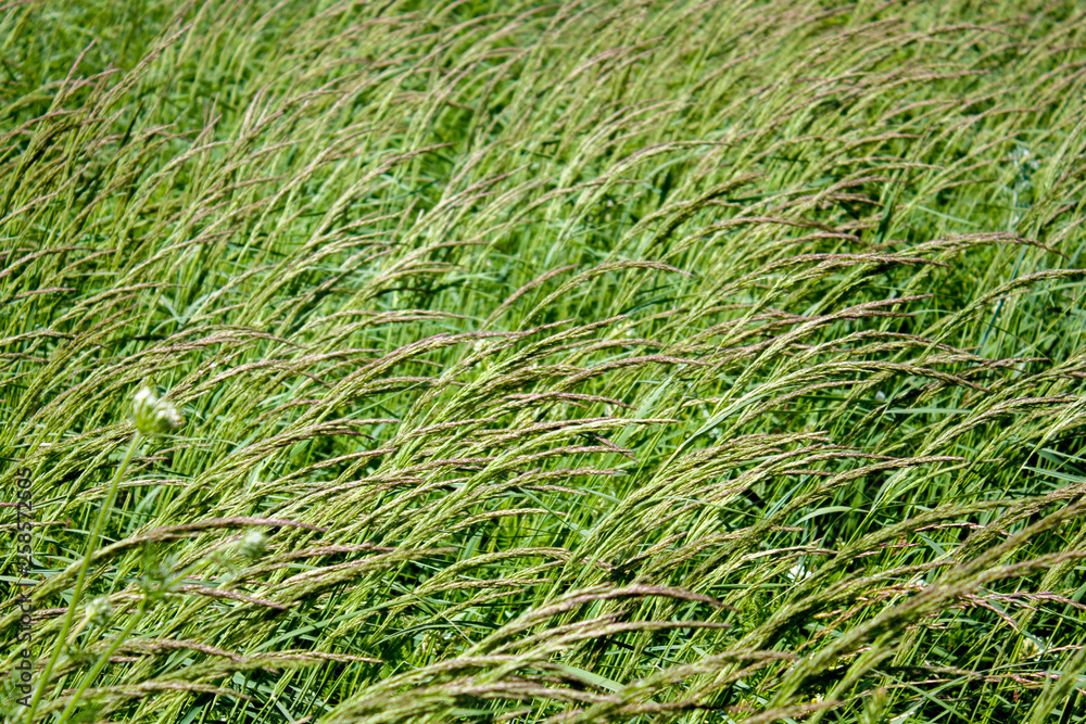 Green grass in the meadow on a summer day. The wind inclined the grass to the side. Green grass in the meadow on a summer day. The wind inclined the grass to the side.