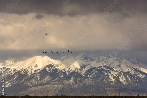 Sandhill Cranes in Colorado photo