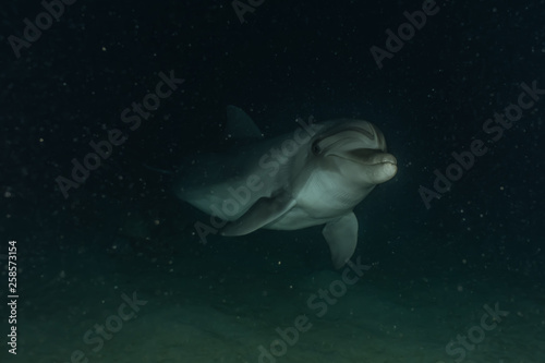 Dolphin swimming in the Red Sea  Eilat Israel