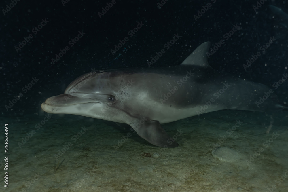 Fototapeta premium Dolphin swimming in the Red Sea, Eilat Israel