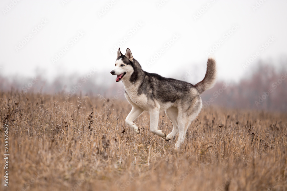 Husky breed dog in the autumn field Husky breed dog in the autumn field