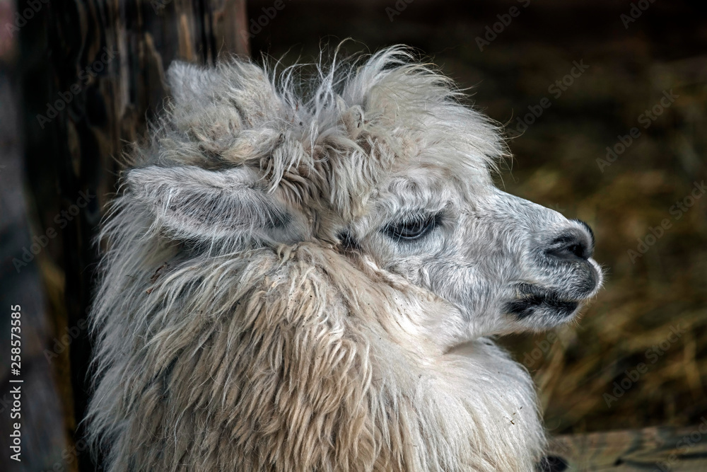 White llama's head. Latin name - Lama glama	