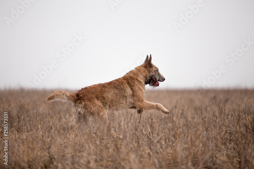 Dog breed Belgian Shepherd Lackenois running in the field Lakenua