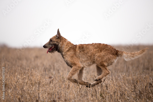 Dog breed Belgian Shepherd Lackenois running in the field Lakenua