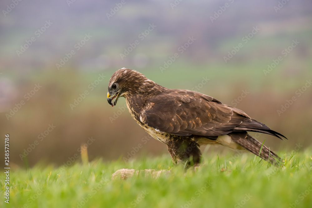 Common Buzzard (Buteo buteo) feeding on a rabbit in the mid-Wales countryside, UK Common Buzzard (Buteo buteo) feeding on a rabbit in the mid-Wales countryside, UK