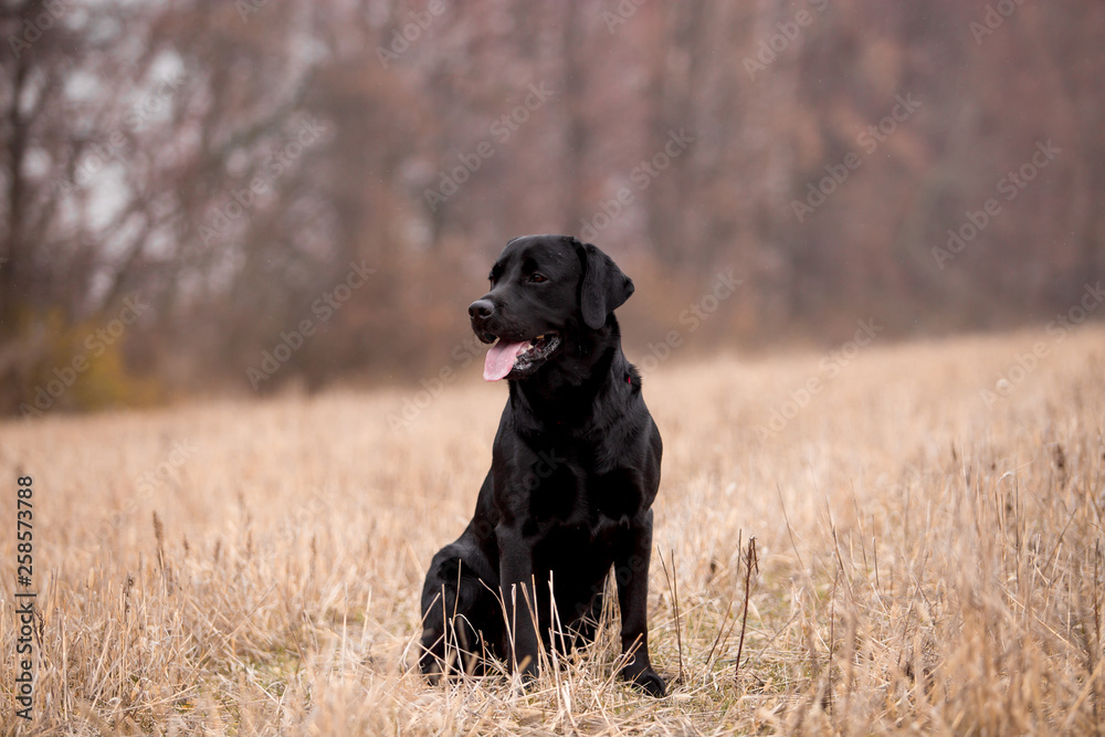 Fototapeta premium Labrador dog breed in the autumn field