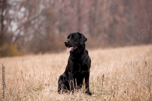 Labrador dog breed in the autumn field