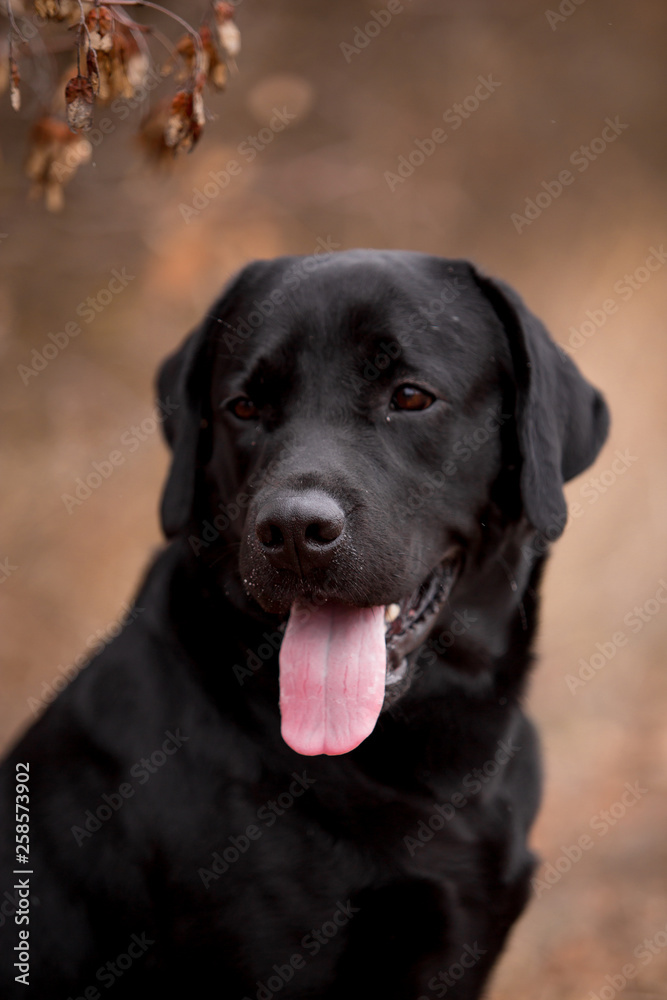 Labrador dog breed in the autumn field Labrador dog breed in the autumn field