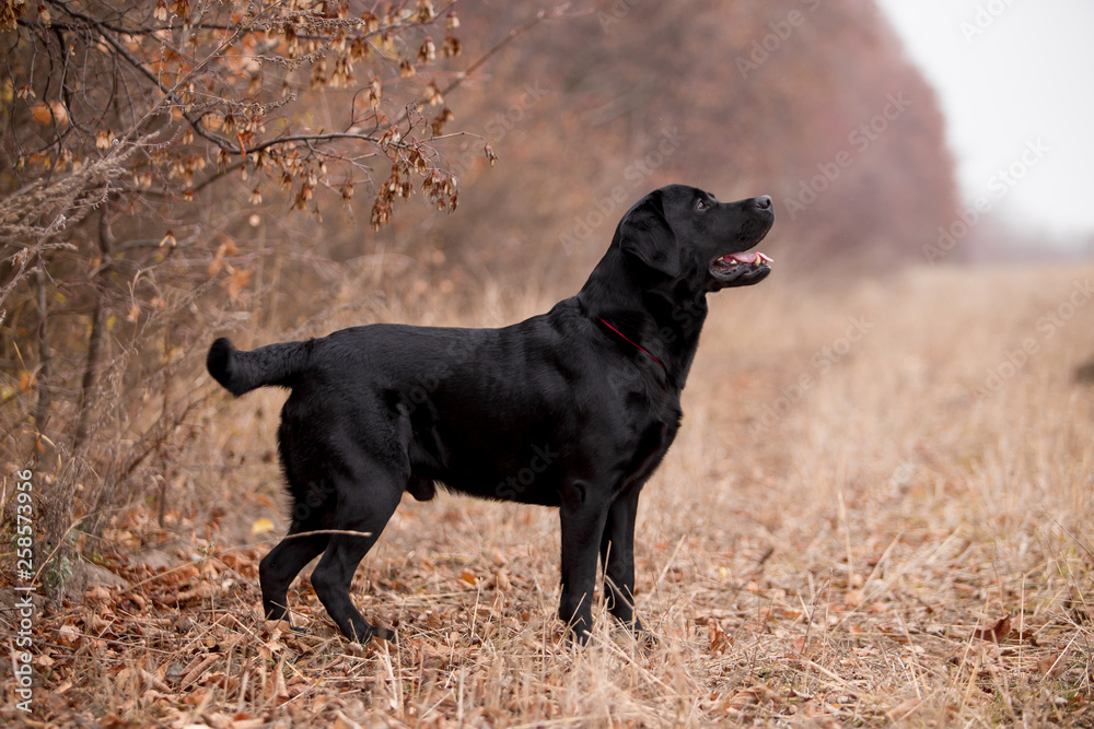 Labrador dog breed in the autumn field Labrador dog breed in the autumn field