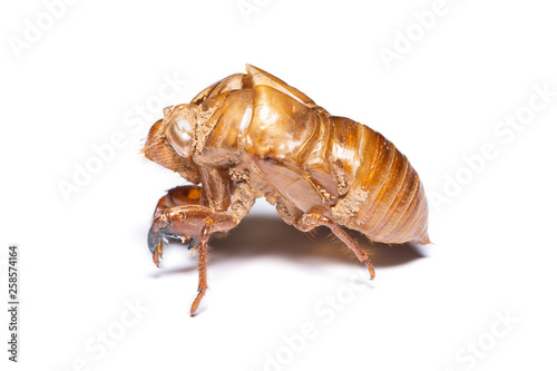 Close-up photo of empty cicada shell isolated on white background