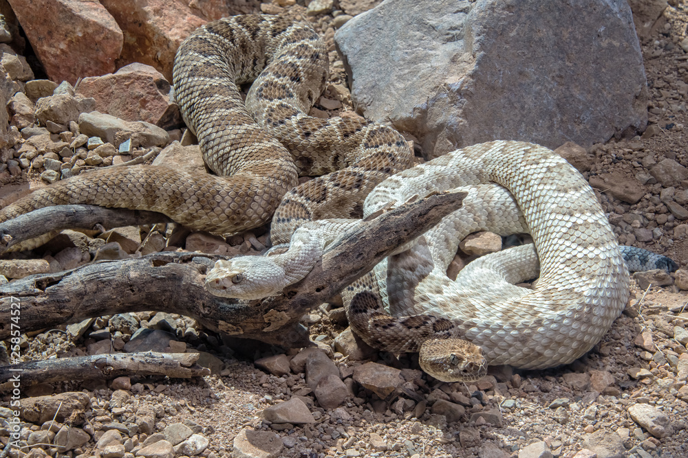 Obraz premium Two Santa Catalina Rattlesnakes Coiled Together