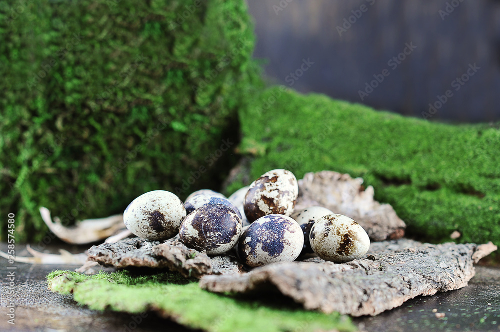 Quail eggs among the bark of trees and moss. The concept of bringing people closer to nature. Dark background. Close-up.