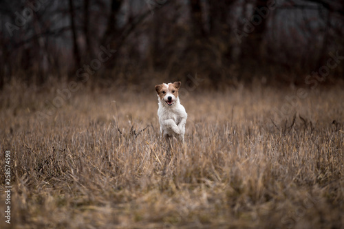 Jack Russell Terrier breed dog runs in the field