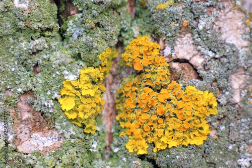 yellow lichen on a tree