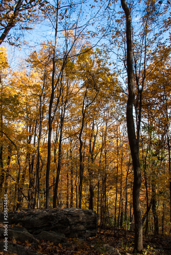 Fototapeta premium Fall Trees