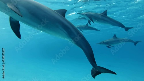 Slow motion, a pod of dolphins swim under surface of the blue water. Slow motion, Underwater shot. Golden Trevally (Gnathanodon speciosus) Closeup, Low-angle shot, Underwater shot photo