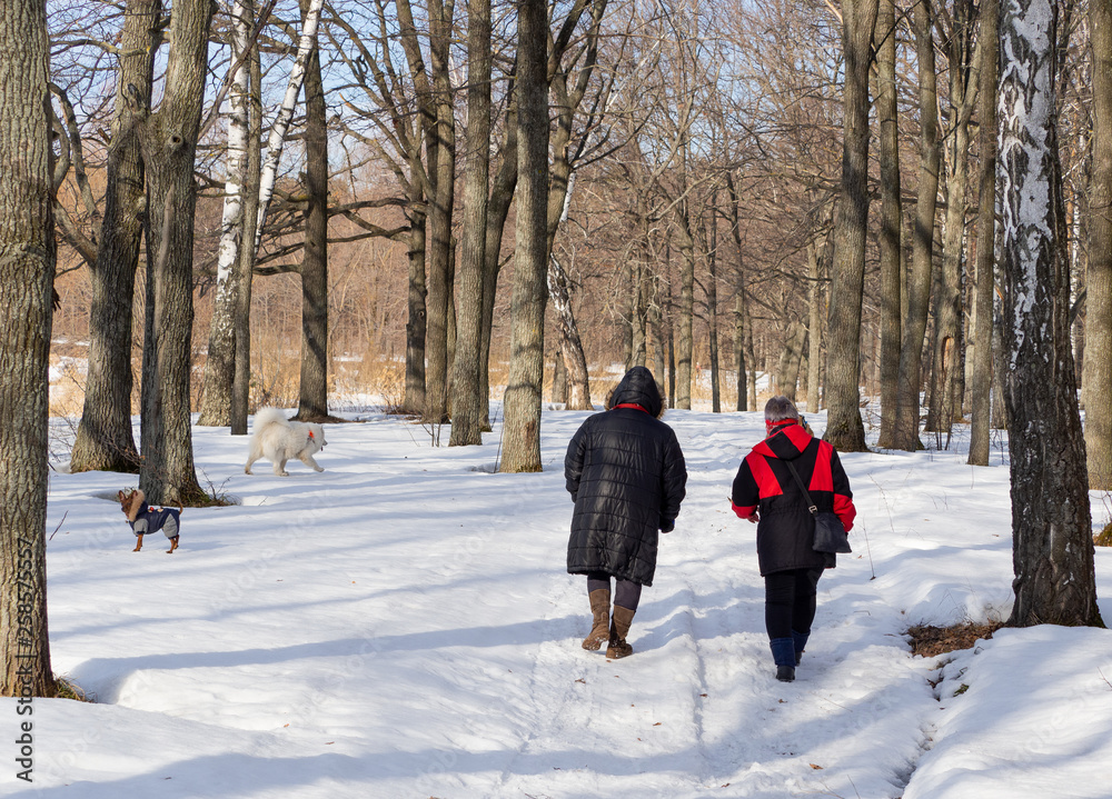 People walk in the winter with dogs. Sunny day. Back view.