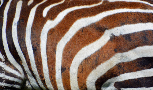 Zebras are several species of African equids (horse family) united by their distinctive black and white stripes