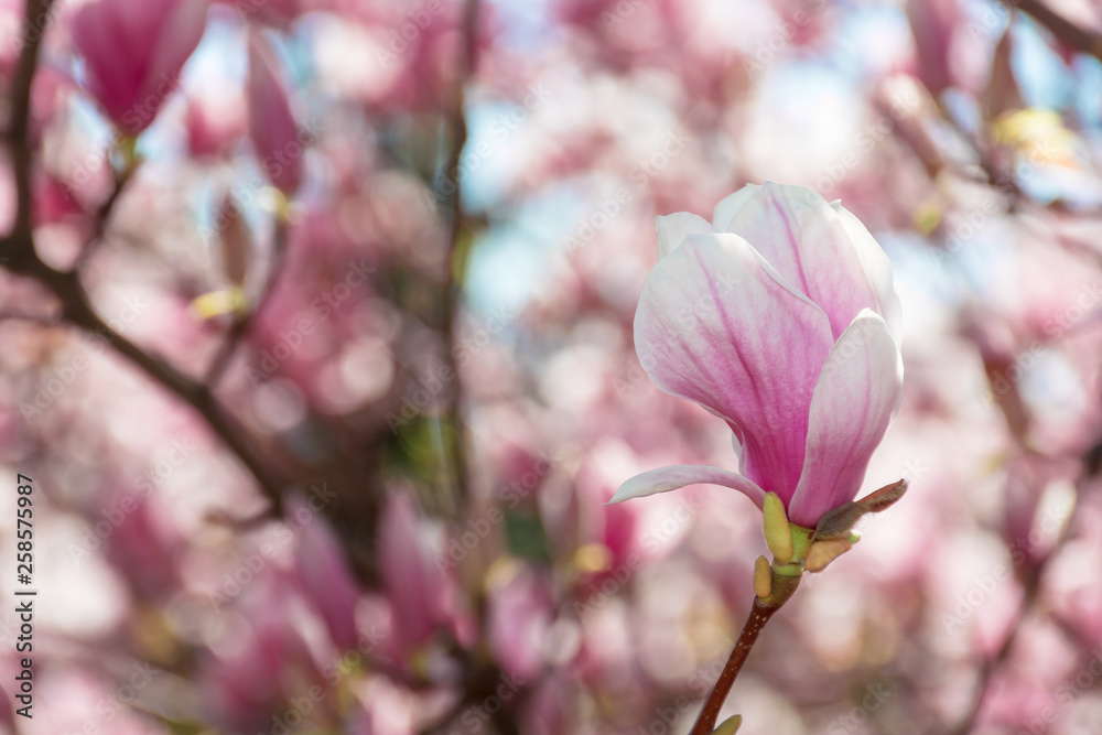 buds of pink magnolia blossom. branches with beautiful tender flowers. wonderful springtime background in the garden buds of pink magnolia blossom. branches with beautiful tender flowers. wonderful springtime background in the garden