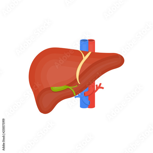 Human organ flat icon, human liver, gall bladder, arteries and veins, anatomy, medicine vector illustration