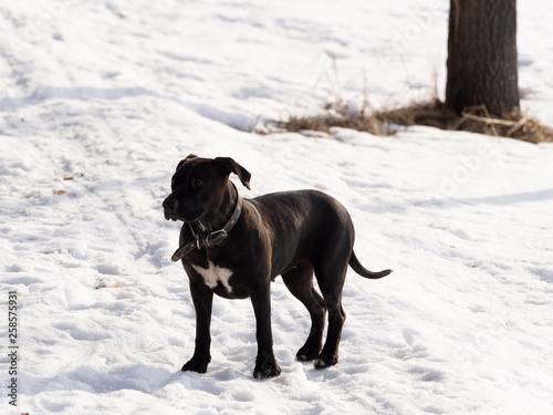 Black dog walks in the park in winter. Sunny day.