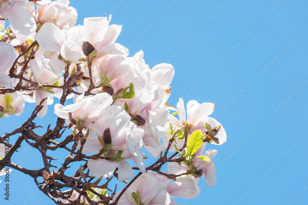 buds of white magnolia blossom. branches with beautiful tender flowers. wonderful springtime background in the garden buds of white magnolia blossom. branches with beautiful tender flowers. wonderful springtime background in the garden