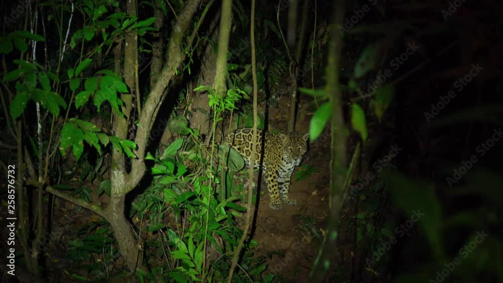 Wild jaguar in the Peruvian rainforest, Tambopata National Reserve Wild jaguar in the Peruvian rainforest, Tambopata National Reserve