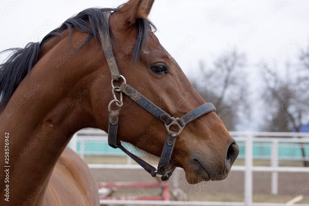 Fototapeta premium Red Horse gallops in the sand in a pen, without people.